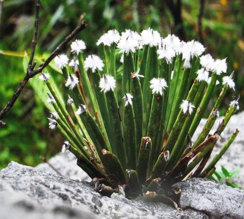 "Agave albopilosa&quot-ny art i Mexico